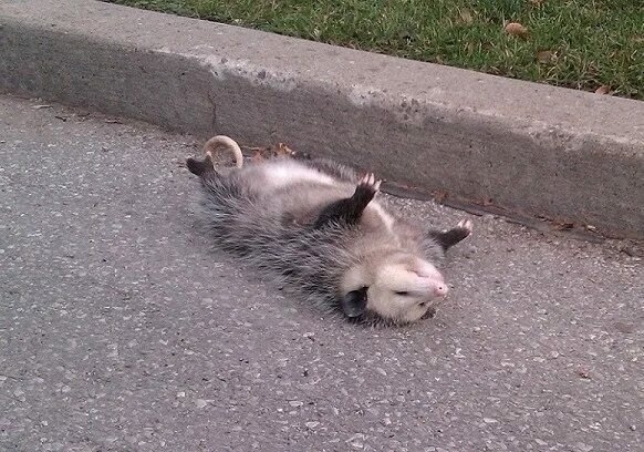 Танатоз на примере опоссума. Источник: vombat.su.