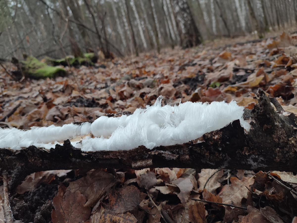 Фото Екатерины Калашниковой. 12.11.25