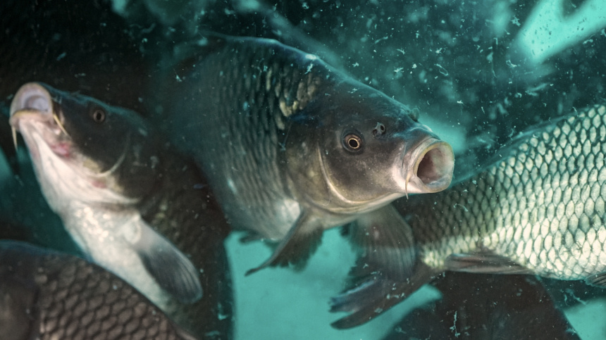    Фото: ИЗВЕСТИЯ/Сергей Лантюхов; 5-tv.ru