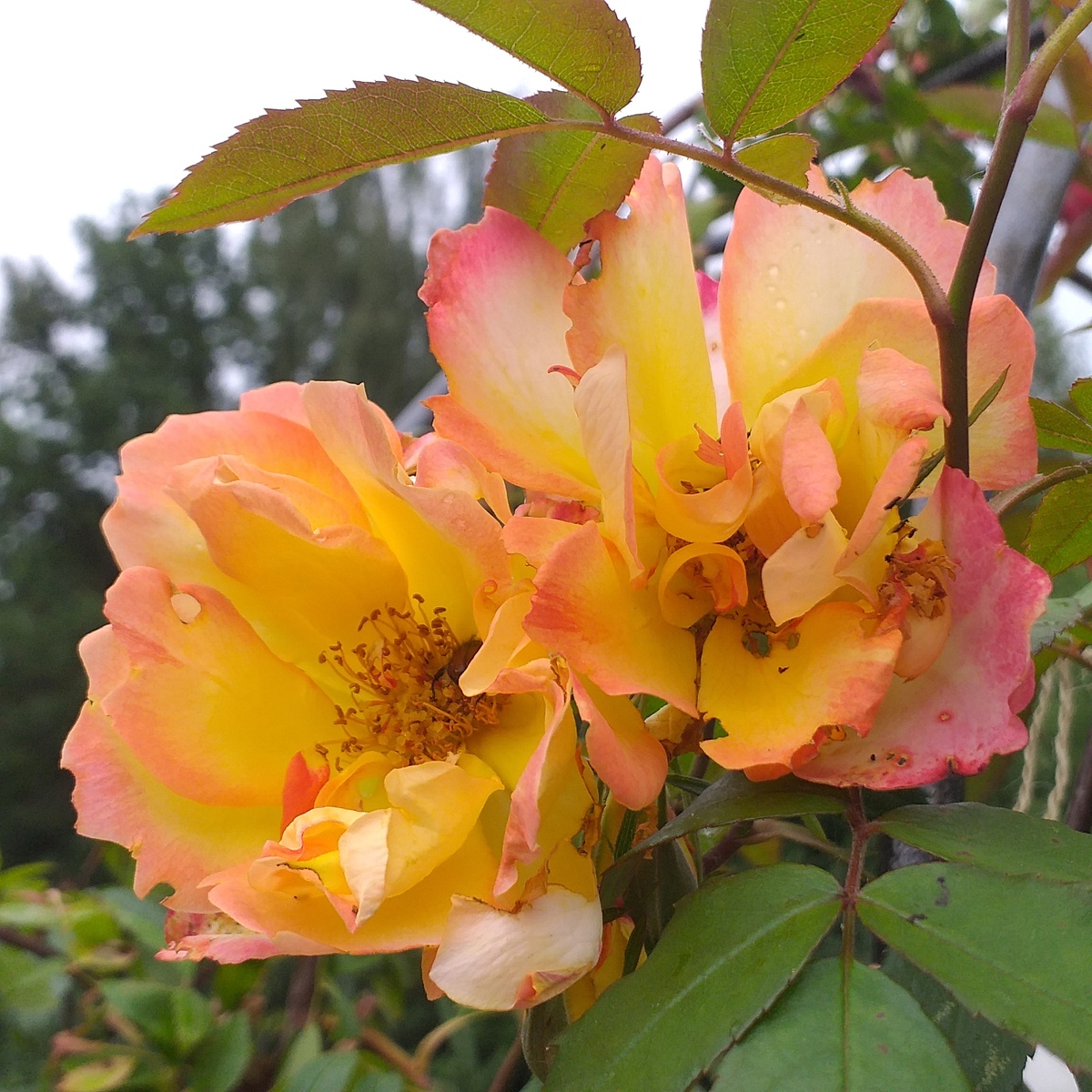 фото автора, роза Полька Бабочка