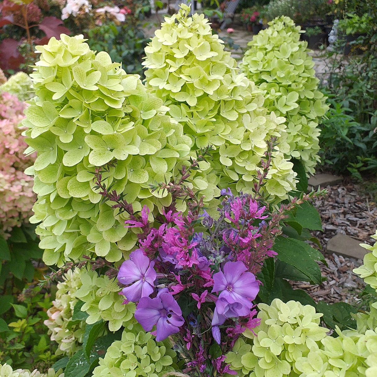 фото автора, метельчатая гортензия Панорама с компаньонами - флокс Блю Парадайз, дербенник, котовник Сикс Хиллс