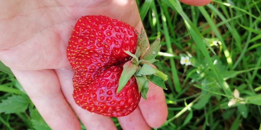 Отдал предпочтение 7 старым сортам клубники перед новыми. Ягод стало втрое больше