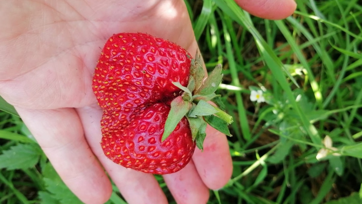 Крупные ароматные ягоды старого сорта