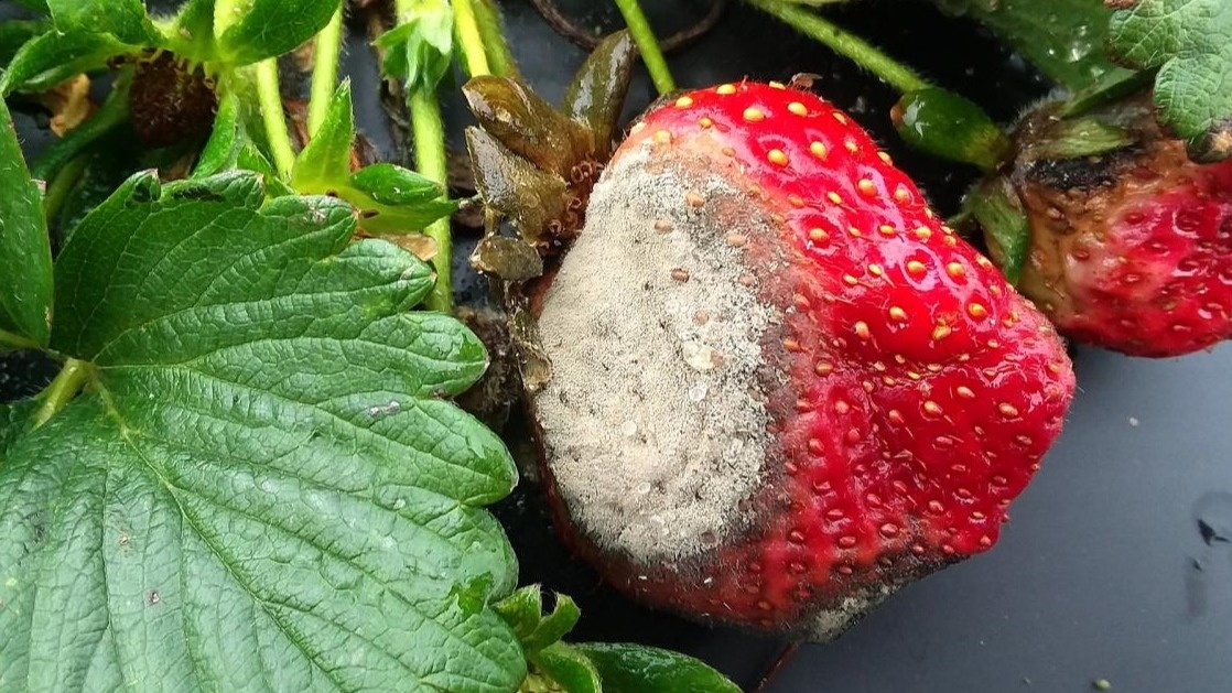 В дождливое лето 80% ягод покрывались серой гнилью и шли на выброс. 