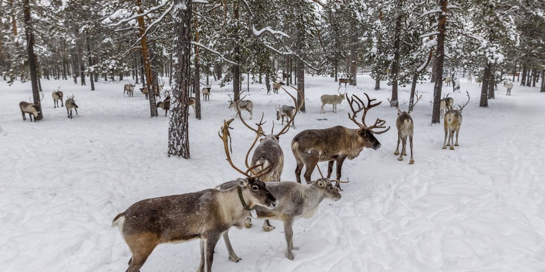 Зачем туристы едут в ХМАО — Югру: 8 причин для поездки в северный округ