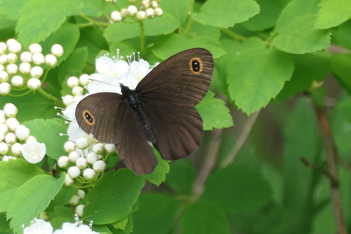 Фото: Пипченка С. Чернушка циклоп