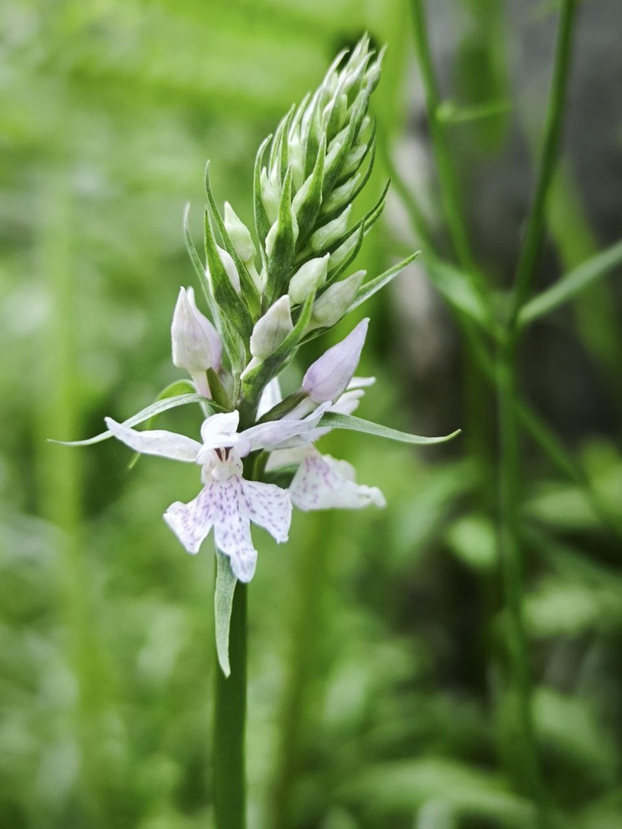 Фото Варушкина Т. Пальчатокоренник пятнистый