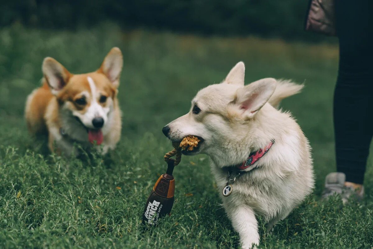 Навык апортировки является для собак врожденным, уходящим корнями в их охотничье прошлое, поэтому большинство питомцев с легкостью осваивает данную команду.