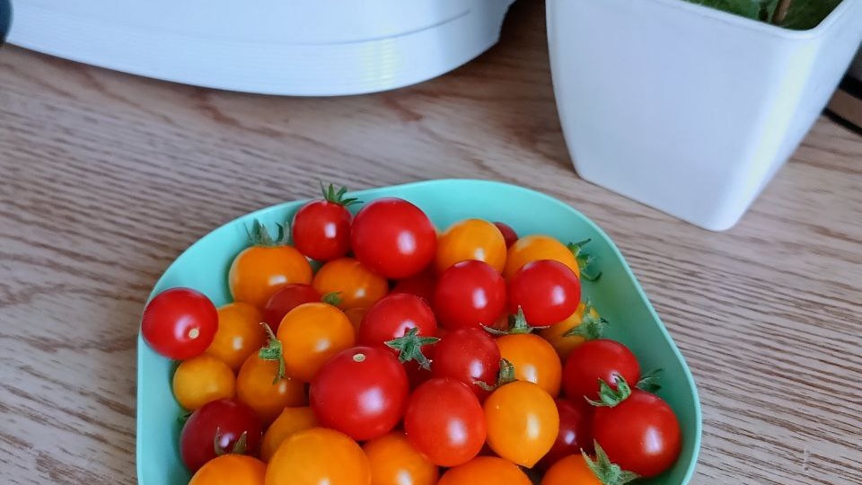 🍅 Томаты - ВСЁ