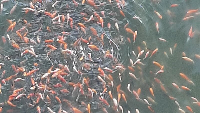     Карпы в пруде Изумрудного парка. altapress.ru