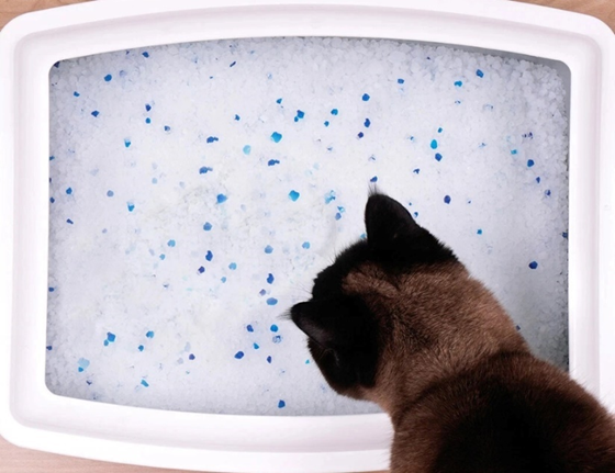 Также на время придется отказаться от силикагелевых наполнителей в лотке. Их кристаллы обеспечивают безупречную гигиену туалета, однако при случайном проглатывании могут нанести здоровью питомца значительный урон.