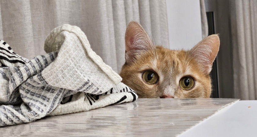    Секретный язык любви: 8 способов сказать "Я люблю тебя!" на кошачьем