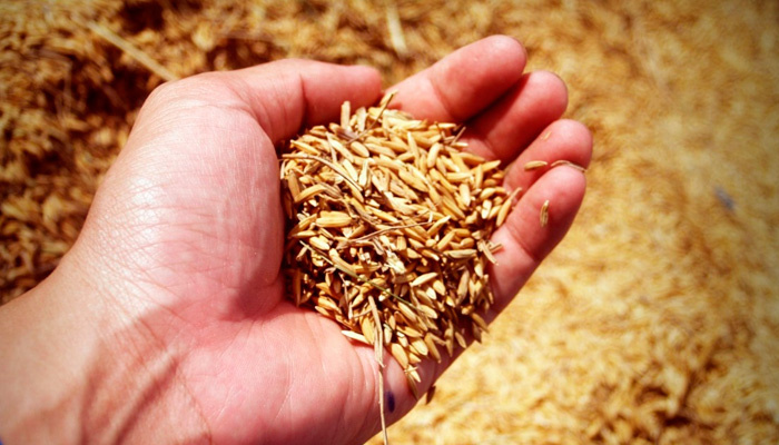 15 ноября в старину праздновали Житницу (Акиндин день). )Фото: pxhere.com