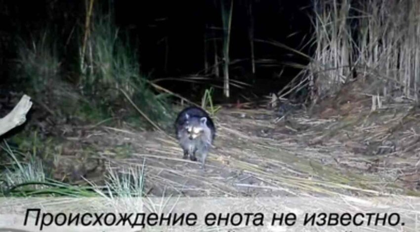    Хоперский заповедник.