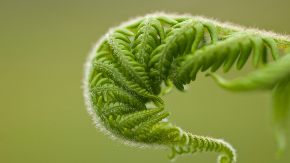     Фото: D satyajeet/Shutterstock/FOTODOM