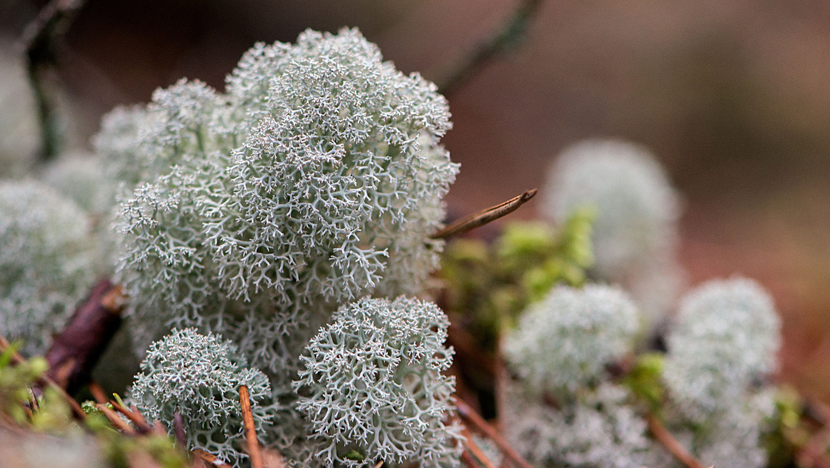     Фото: Zelma Brezinska/Shutterstock/FOTODOM Ягель — это симбиотический организм, представляющий собой образцовое содружество гриба и водоросли