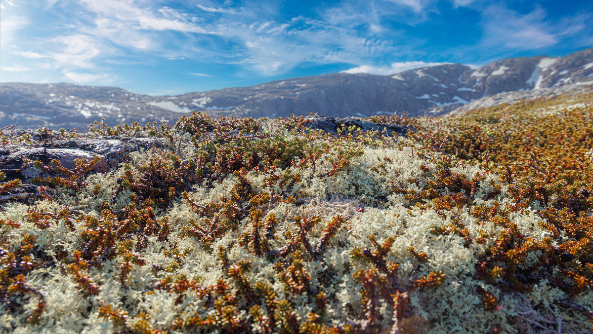     Фото: Andrei Armiagov/Shutterstock/FOTODOM Ягель в тундре