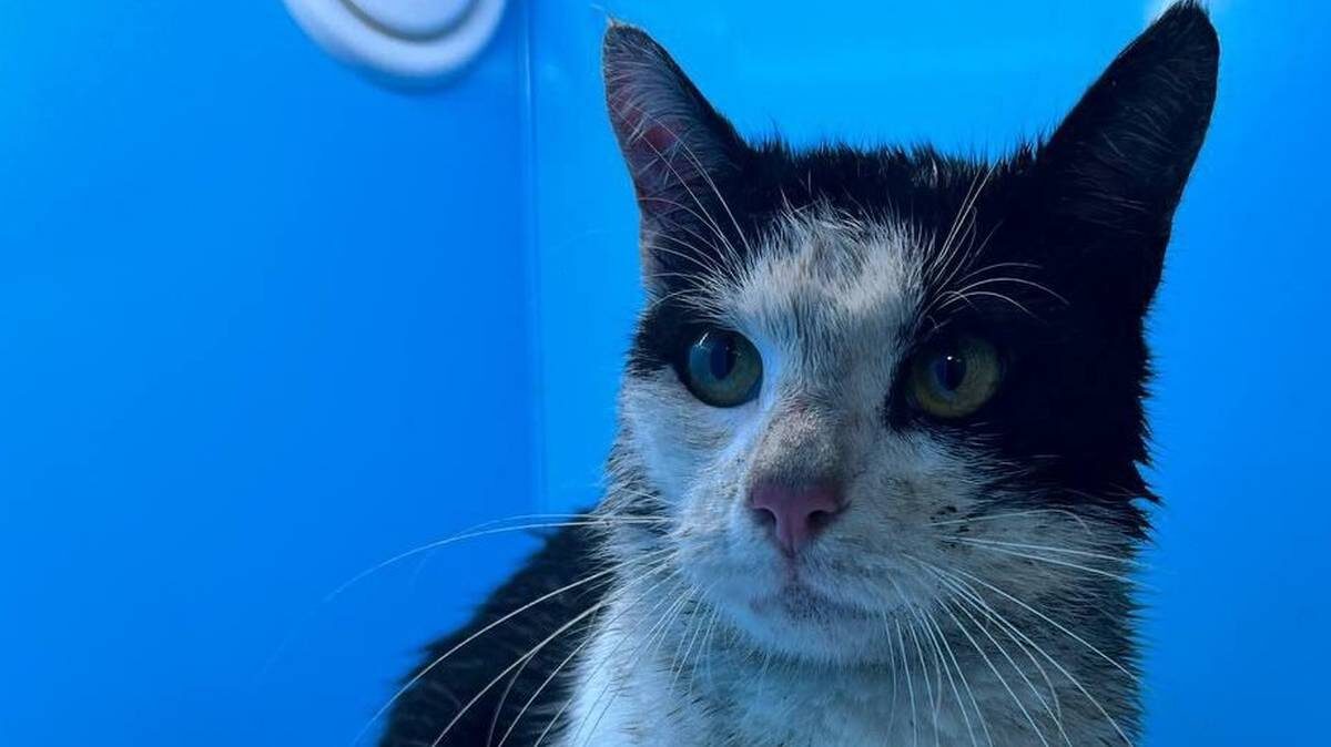    Фото: Кошкиспас. Спасение животных / VK