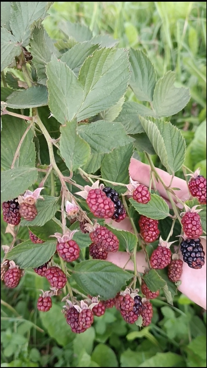 Гибридная ежевика 