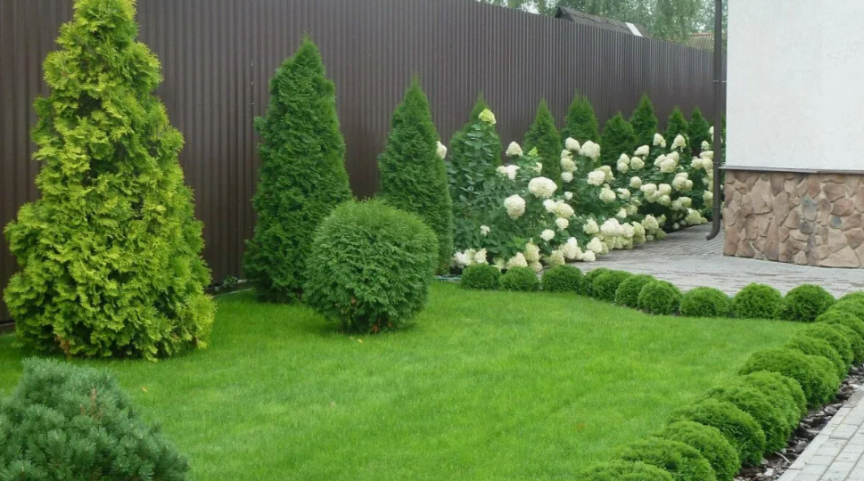 5 плохих соседей ТУИ, вот почему она не растёт, желтеет и терять вид. Что нельзя сажать рядом с туей