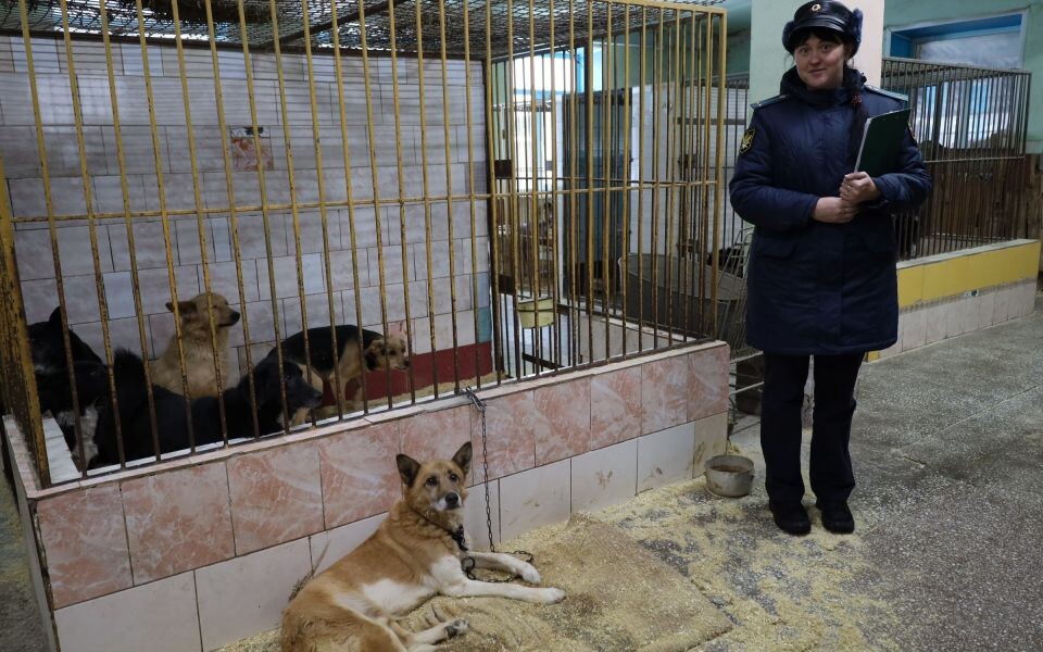    Собачки и приставы