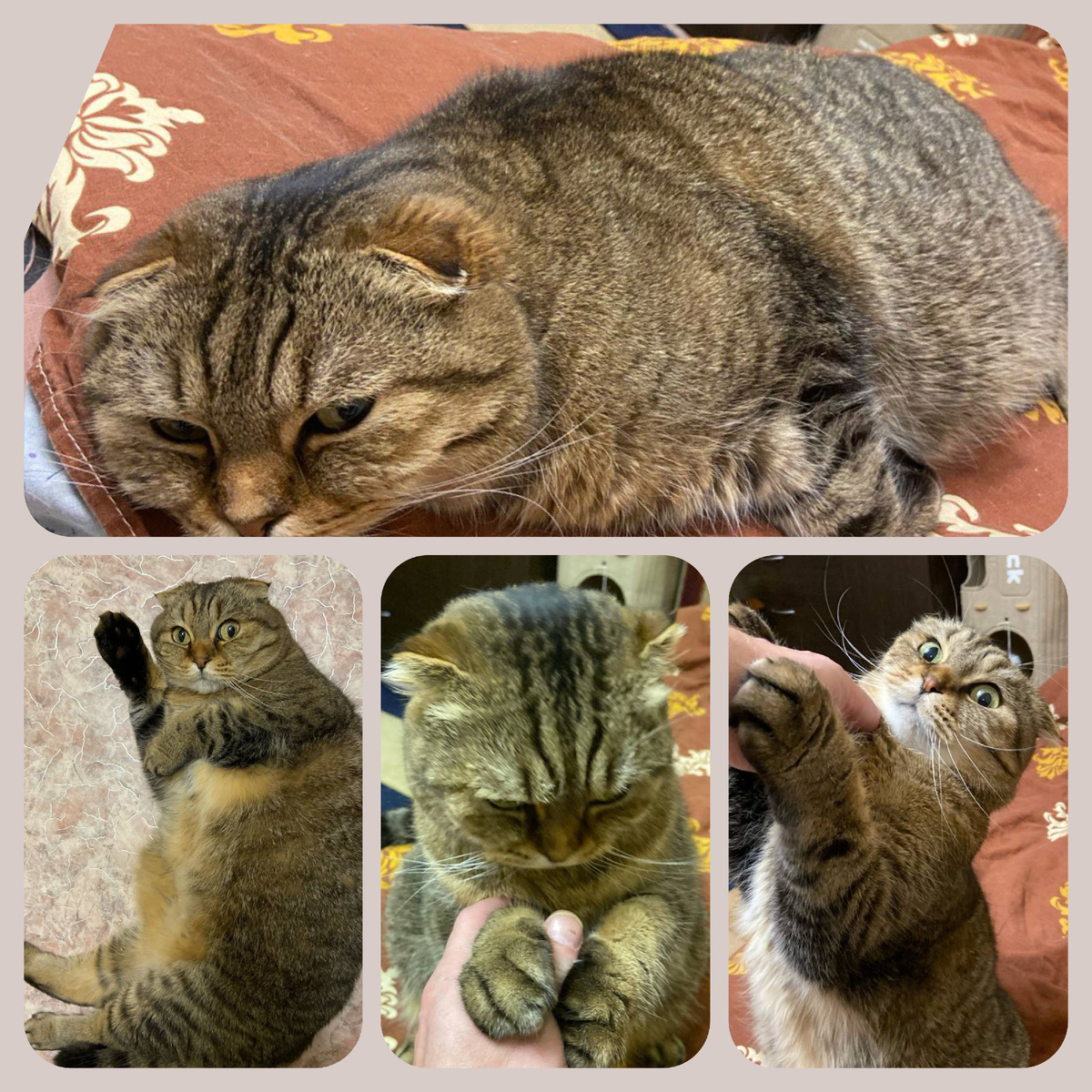 Это Альфуша