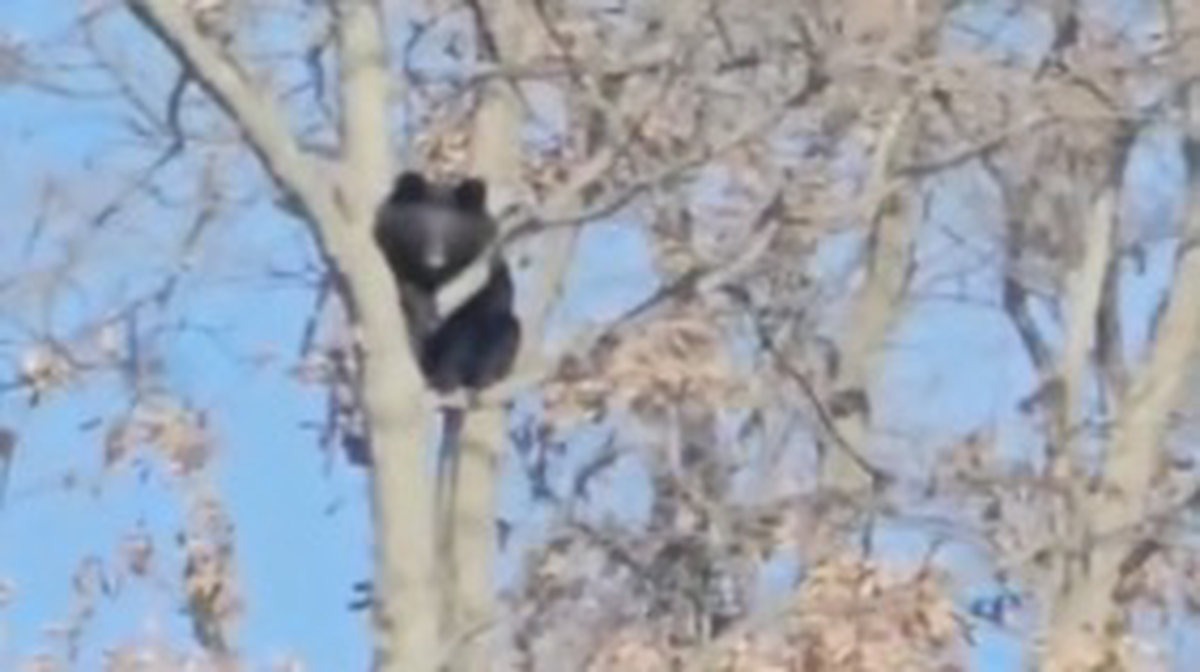    Фото: Telegram / 112