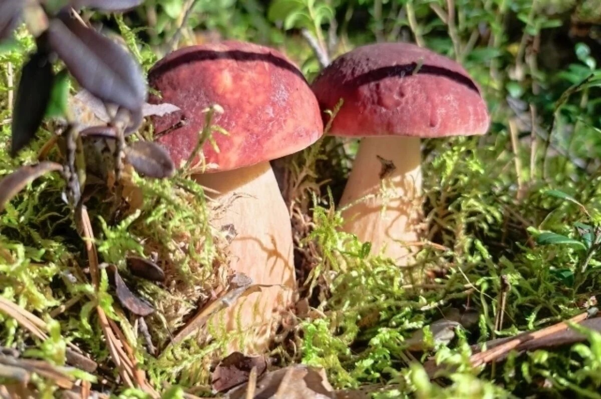    В Саратовской области хотят законодательно защитить редкие грибы