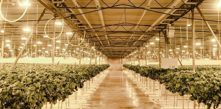    Фото: Аграрный центр Томской оабласти