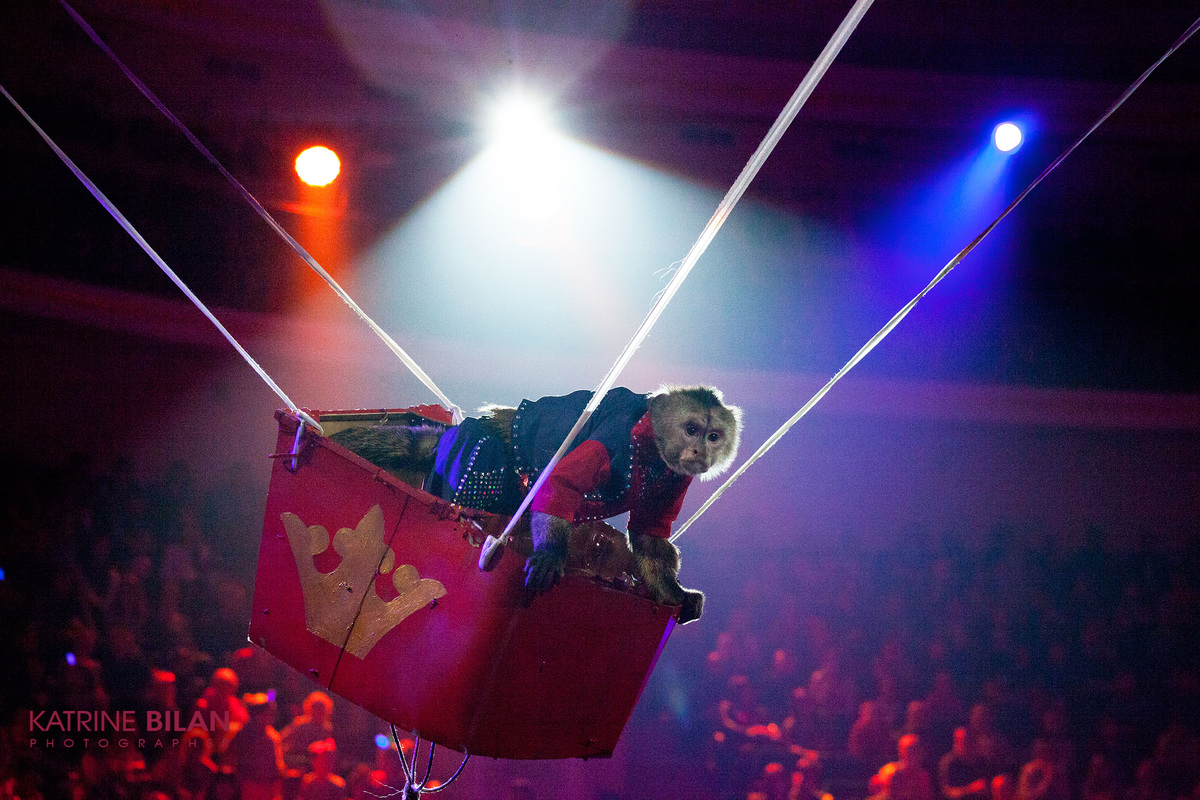 Обезьянки-капуцины Андрея Теплыгина, фото отсюда https://circus.by/