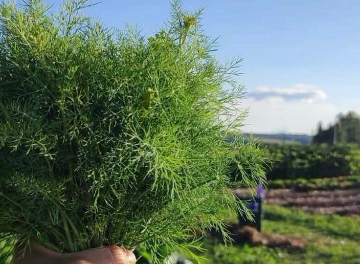 Секрет пушистого укропа: что нужно зелени для сочности и аромата