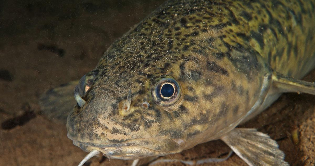 Хватает с первого заброса: топ 5 приманок на налима в ноябре