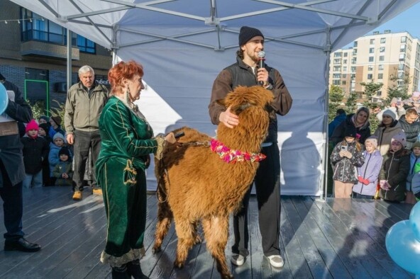 P.S. Сторговались с 35.000₽ на 18.000₽ еще и с шоу, только потому что в моей голове лама стоила не больше 15.000₽ за час, моё убеждение привело меня к этому результату.