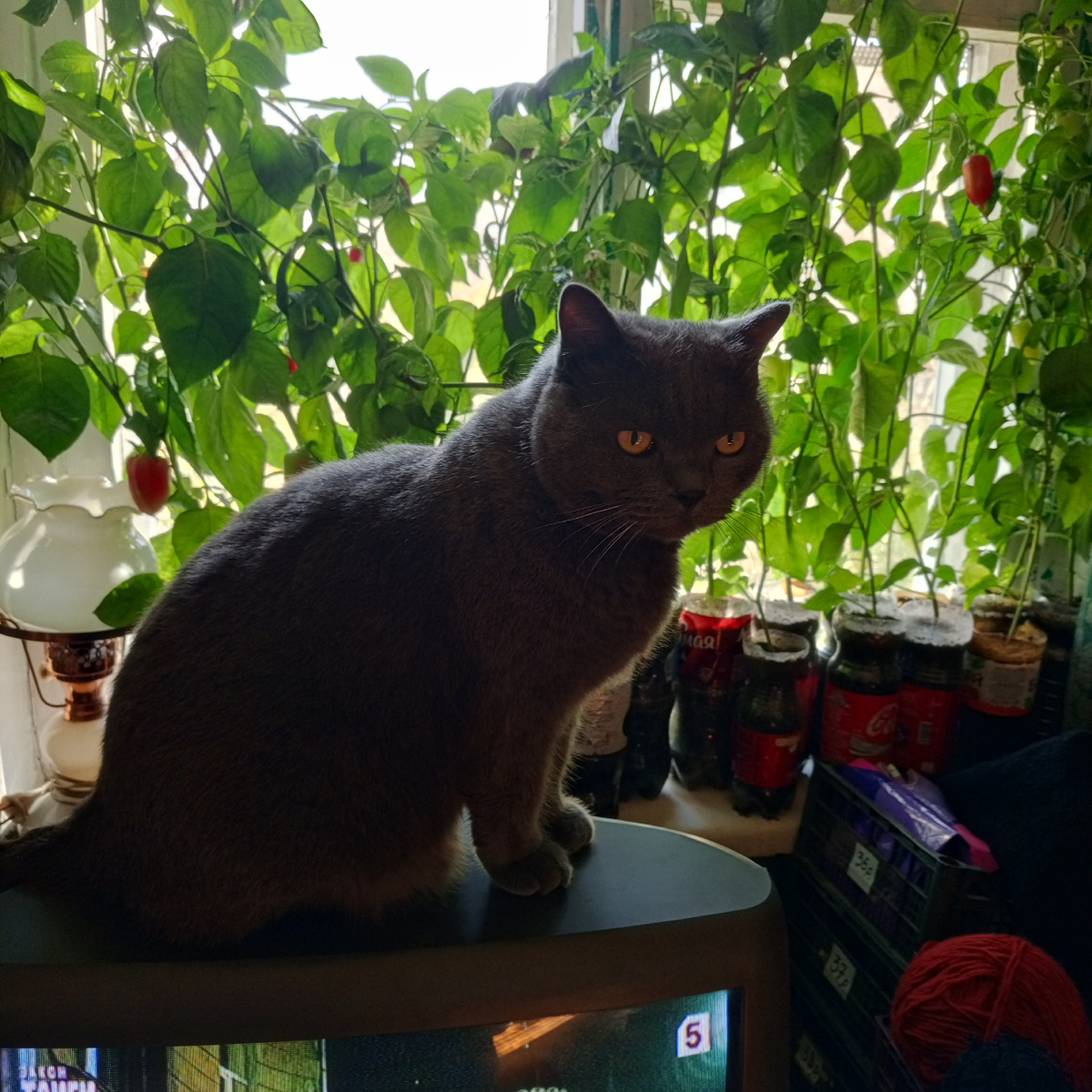 Кузенька в зарослях перцев)