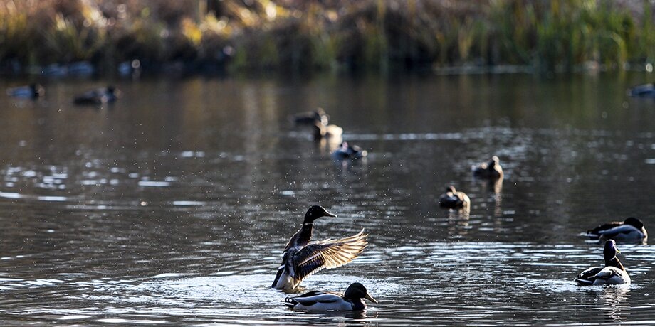    Фото: Москва 24/Лидия Широнина