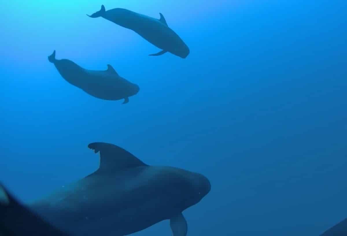    Стая короткоплавниковых гринд у Гавайев / © HIMB Marine Mammal Research Program