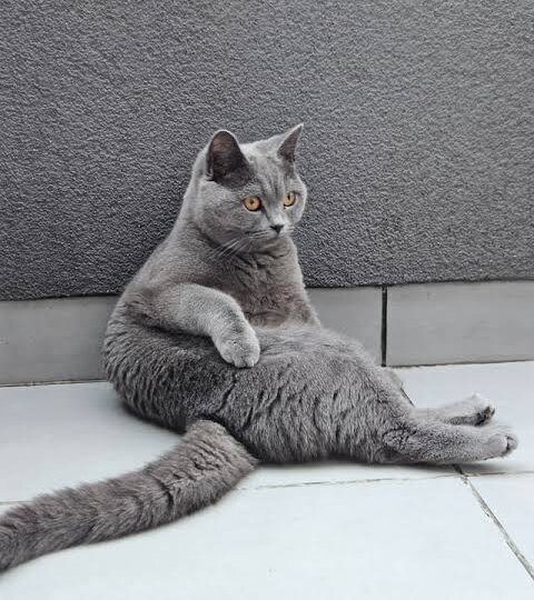 Кошка сидит на попе как человек: когда это просто мило, а когда пора к ветеринару