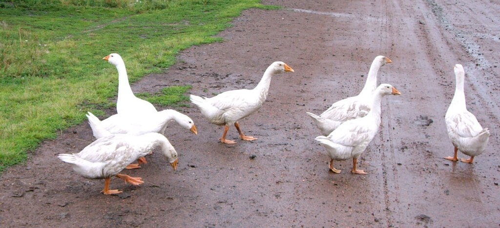 Из свободного доступа 