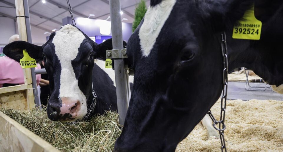    Мария Евсютина