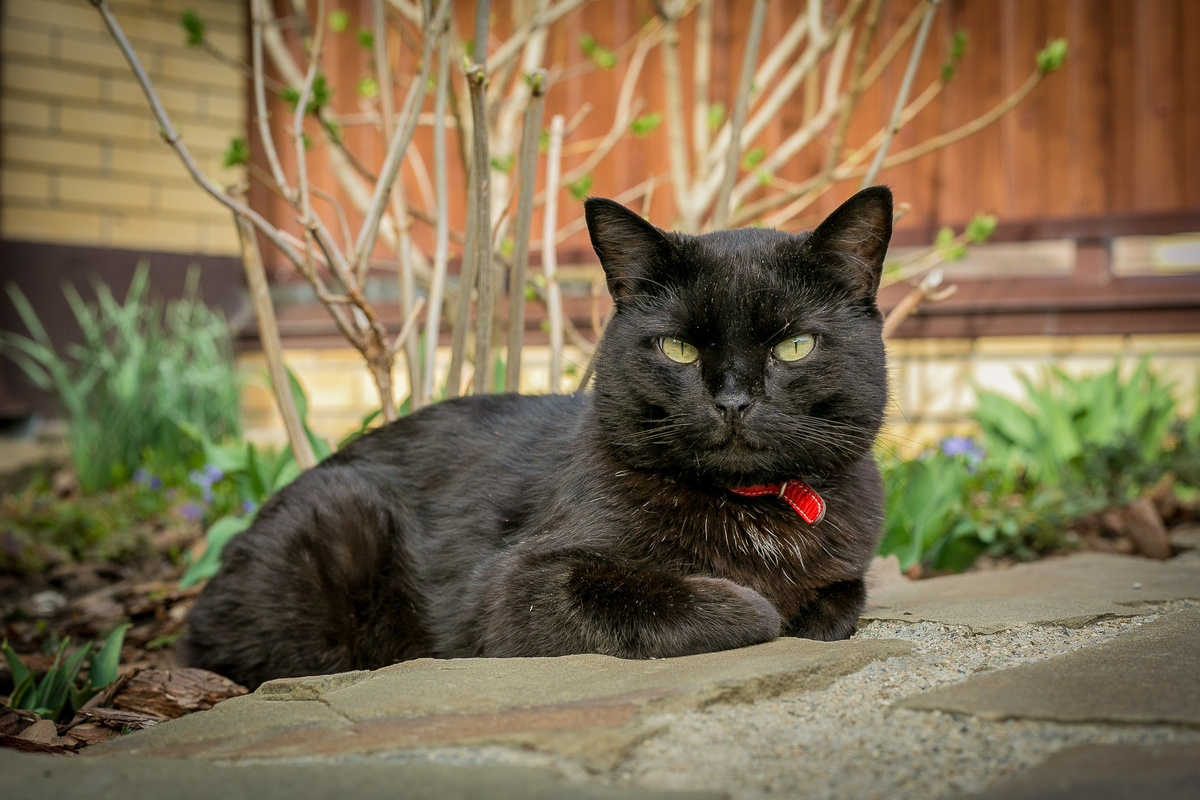 Автор фото Елена Якимова / Greenfingers