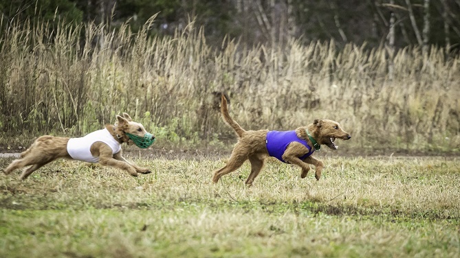 Забег - охота