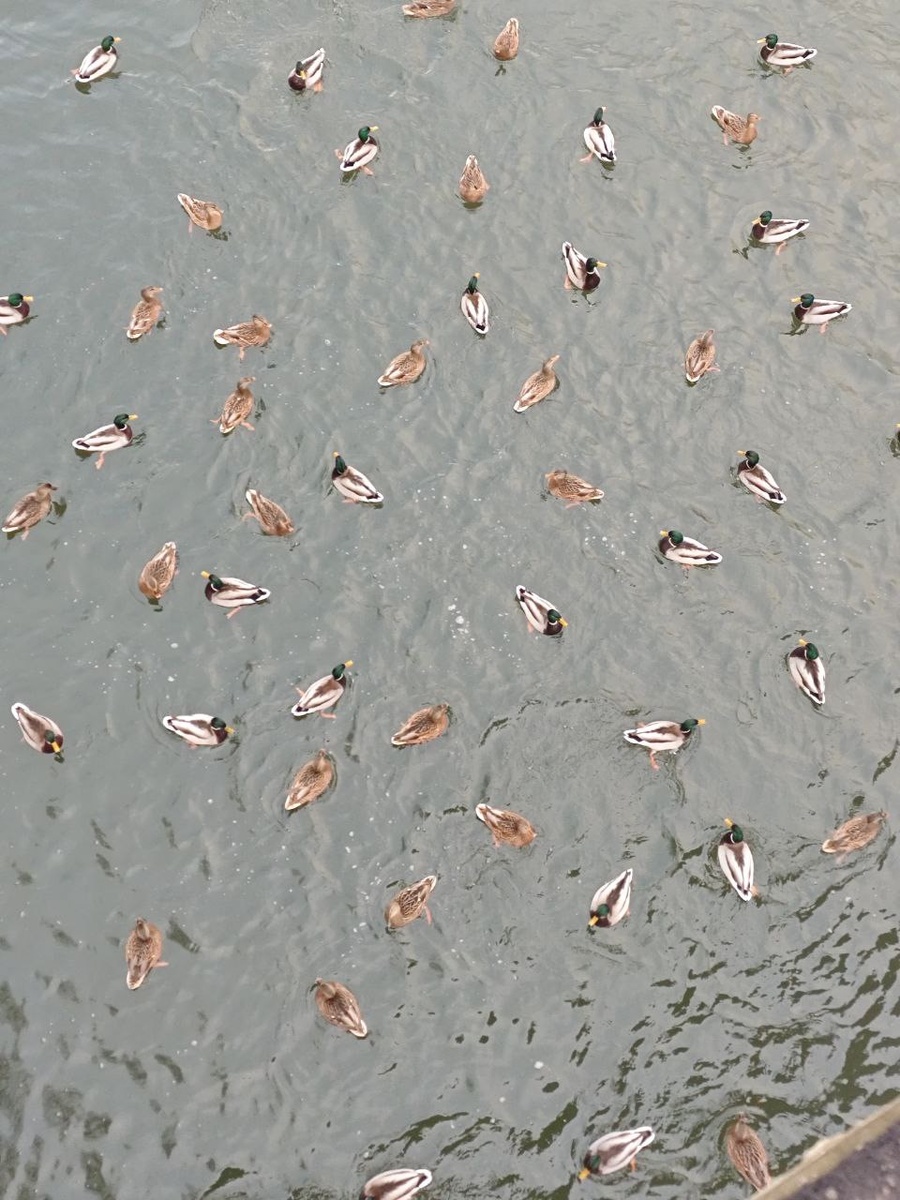 Фото дочери. Все уточки настоящие 