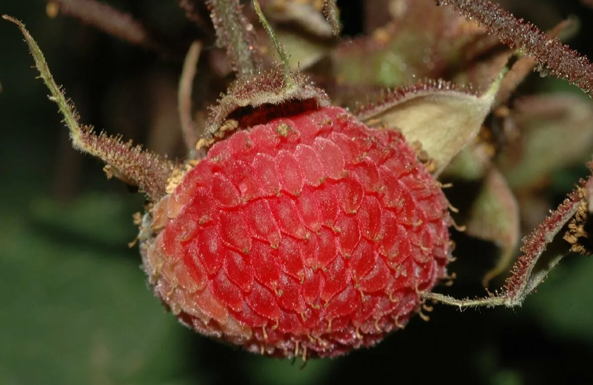 Малина душистая: красота с подвохом. Корневая поросль распространяется на 2–3 метра от материнского куста. 