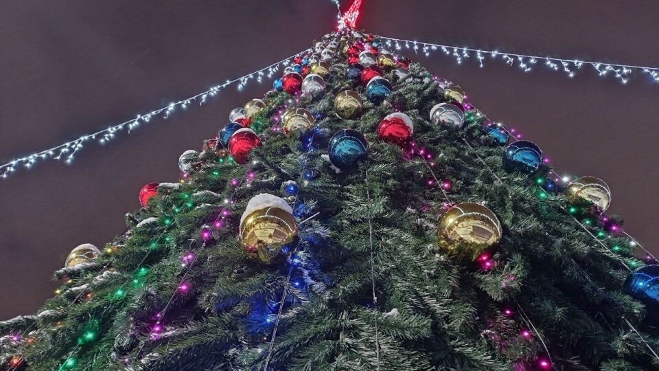    Елки в парке имени А.Г. Смертина. Источник: Евгения Кочеткова