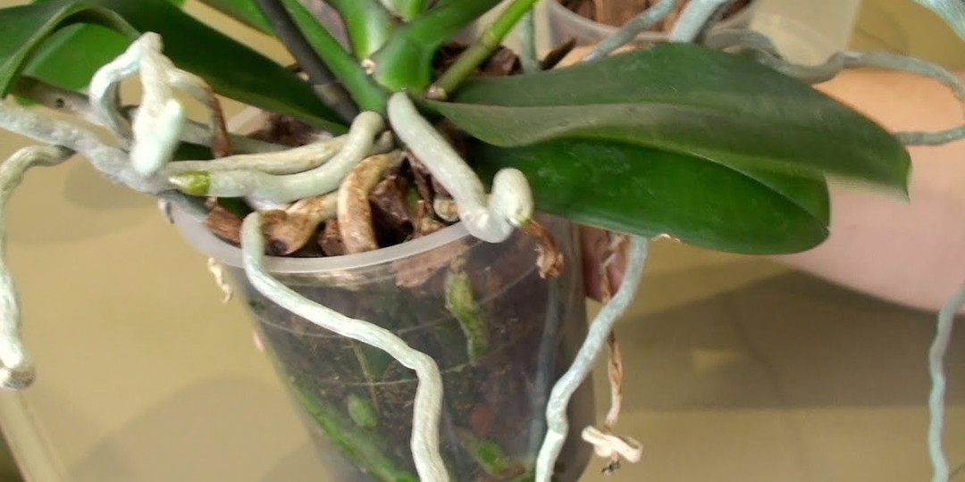 Уход за орхидеями: ответы на популярные вопросы о корнях, подкормке и здоровье растений