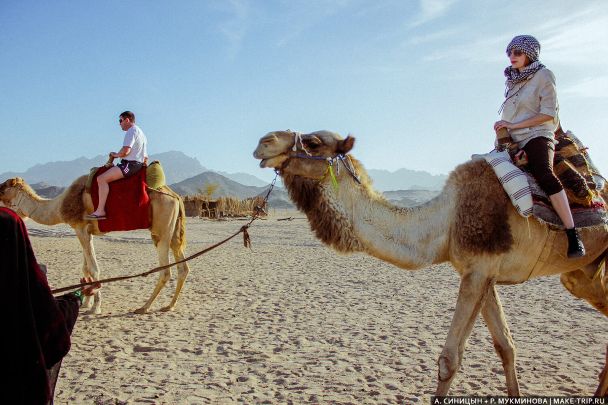 Катаемся на верблюде в деревне бедуинов. Мы отдыхали в Египте зимой: купаться в море было холодно, зато ездить на экскурсии — кайф.