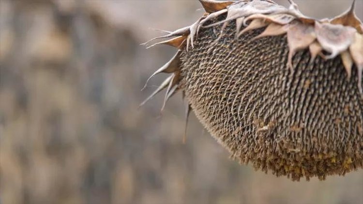    Фото: Минсельхоз Республики Башкортостан