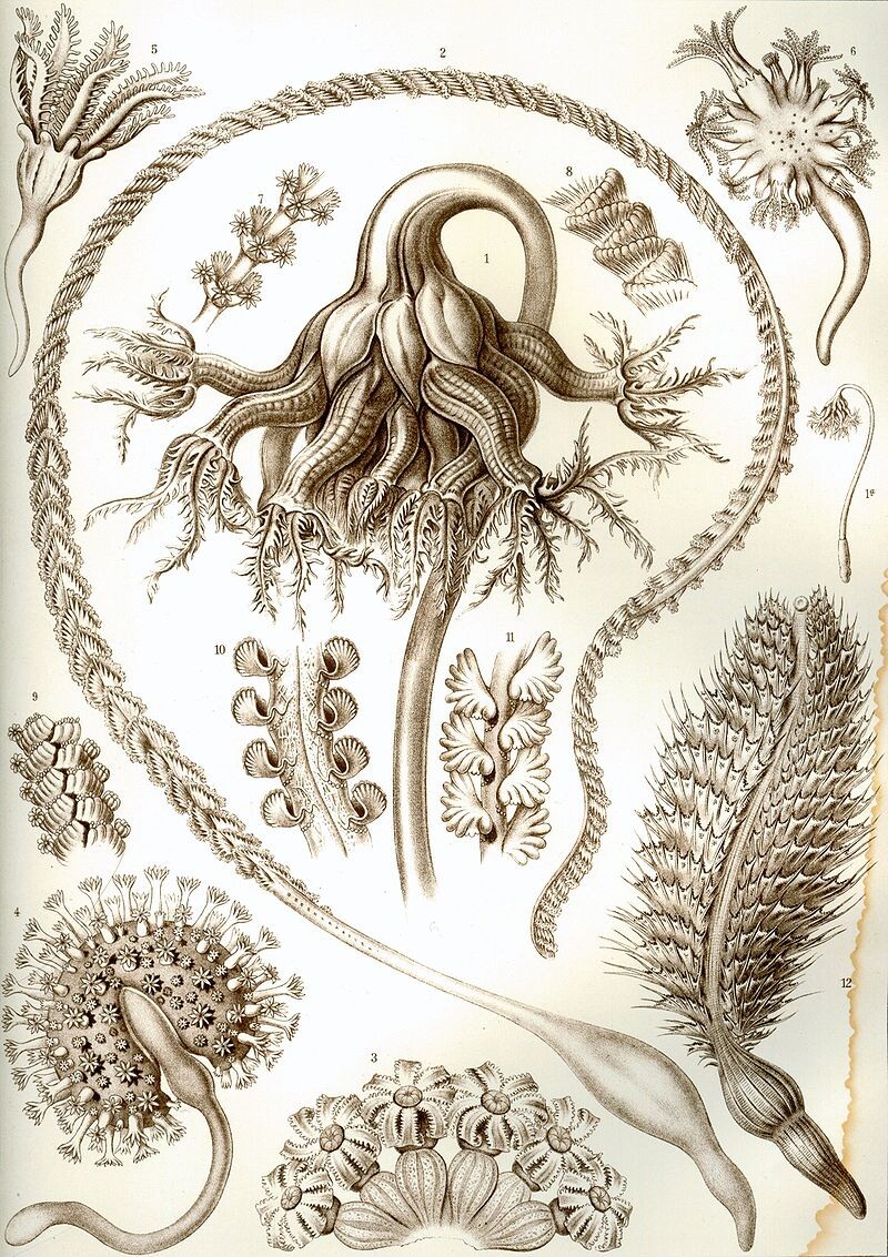 Пенатуляты или морские перья. 