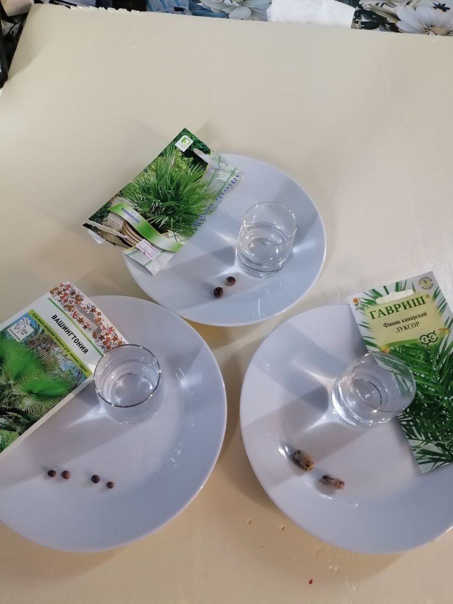 Семена разных пальм