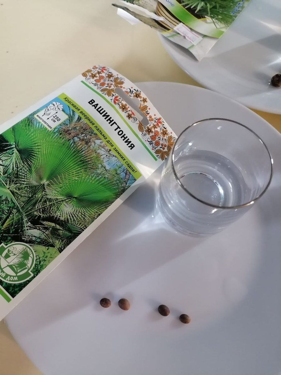 Семена пальмы Вашингтония